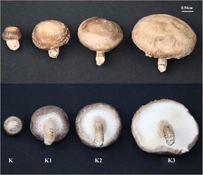 De novo Sequencing and Comparative Transcriptome Analyses Provide First Insights Into Polysaccharide Biosynthesis During Fruiting Body Development of Lentinula edodes